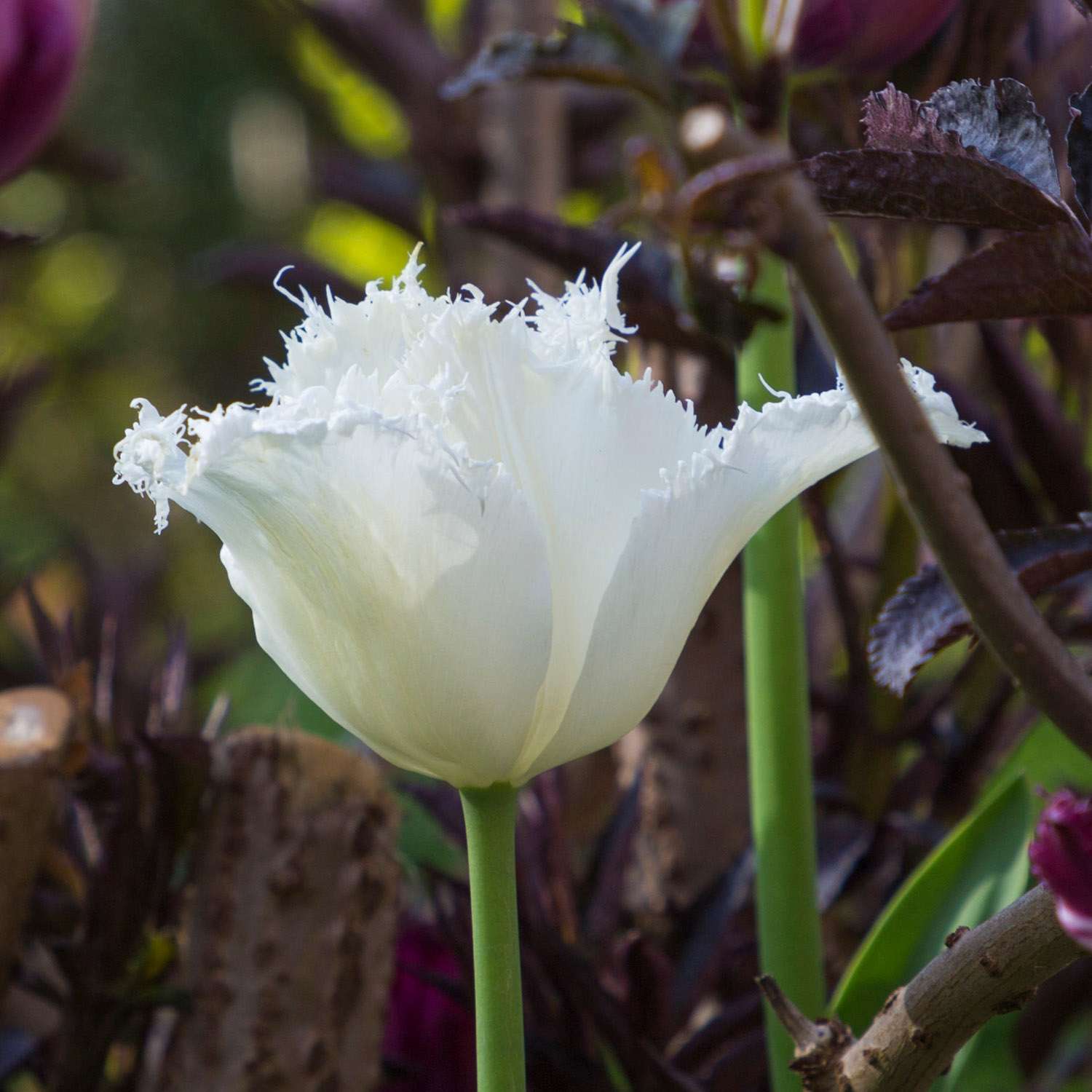 Tulppaani 'Swan Wings'